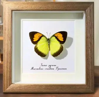 Real framed Butterfly and Beetle